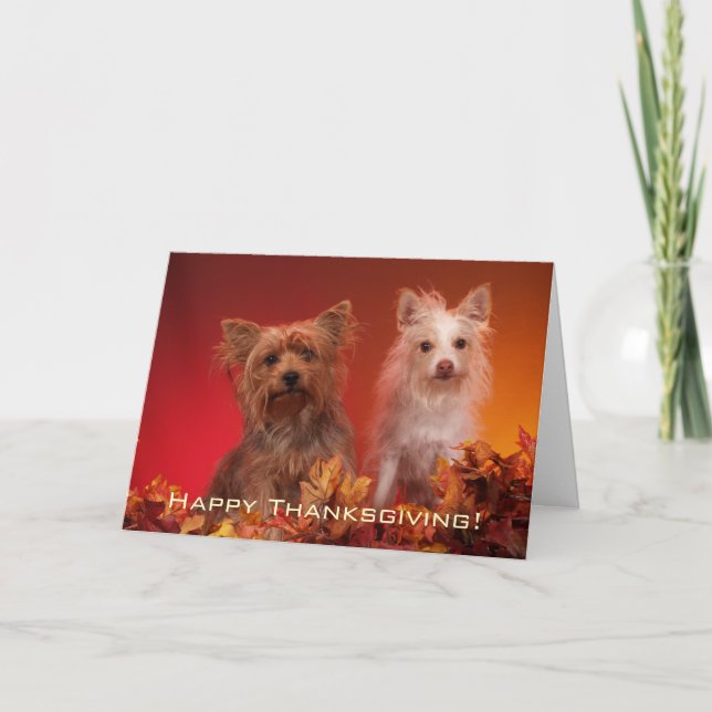 Cute Yorkie Thanksgiving Greeting Cards (Front)