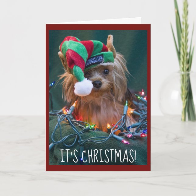 Cute Yorkie Wearing Elf Hat Holiday Card (Front)