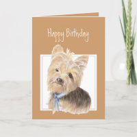Cute Yorkie, Yorkshire Terrier, Dog, Pet