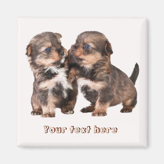Cute Yorkshire Puppies Magnet