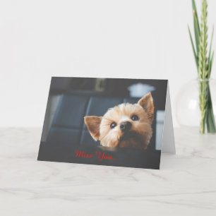 Cute Yorkshire Terrier Chien chiot Miss Carte You
