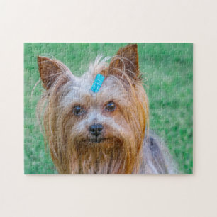 Cute Yorkshire Terrier Dog Head Jigsaw Puzzle