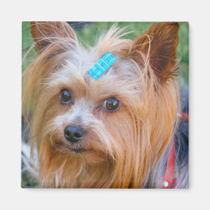 Cute Yorkshire Terrier Dog Head Magnet
