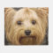 Cute Yorkshire Terrier