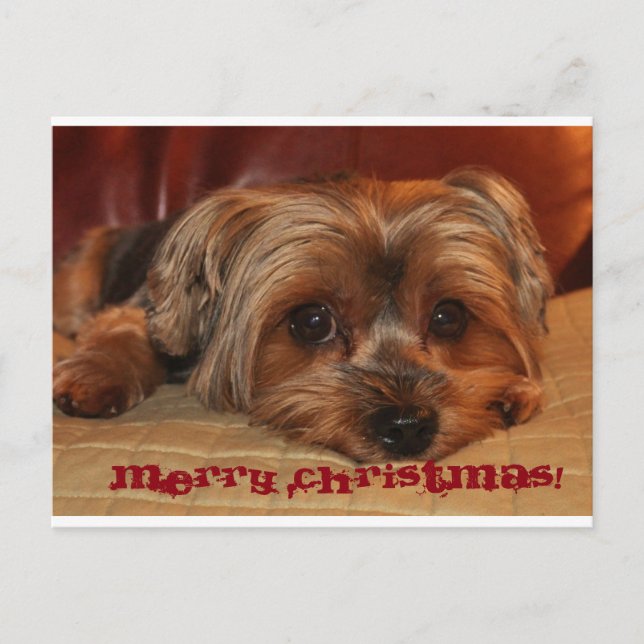 Cute Yorkshire Terrier Merry Christmas Holiday Postcard (Front)