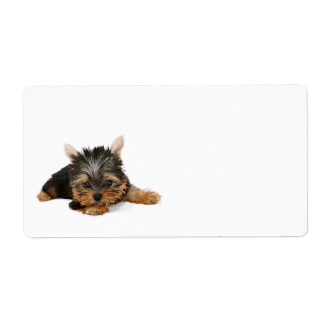 Cute Yorkshire Terrier Puppy (Devant)