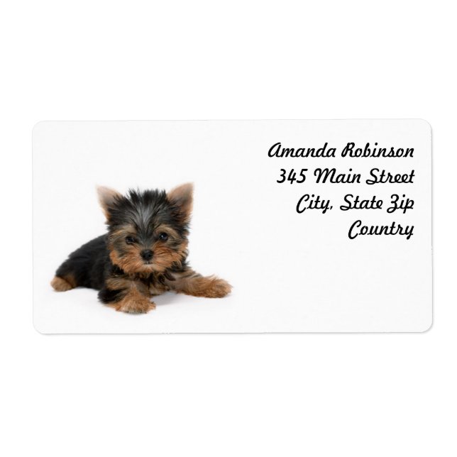 Cute Yorkshire Terrier Puppy (Devant)