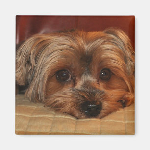 Cute Yorkshire Terrier Puppy Dog Magnet