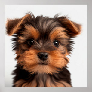 Cute Yorkshire Terrier Puppy Dog Portrait Poster