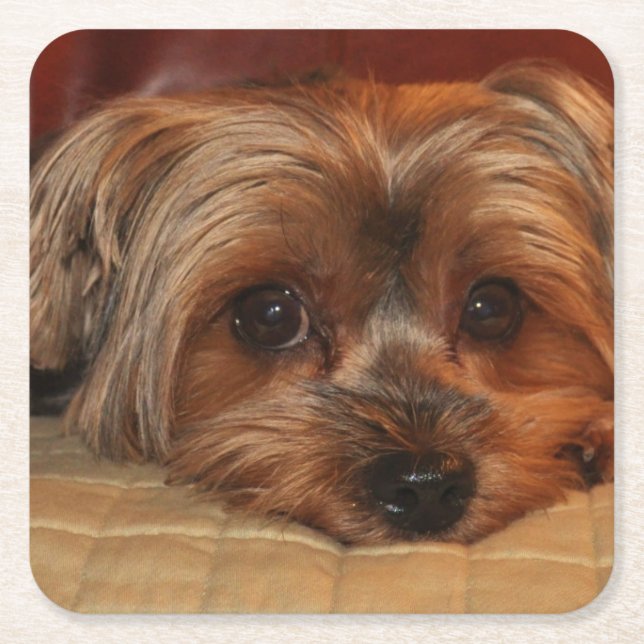 Cute Yorkshire Terrier Puppy Dog Square Paper Coaster (Front)