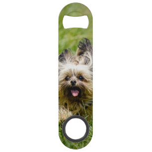 Cute Yorkshire Terrier Running Through Grass Bar Key