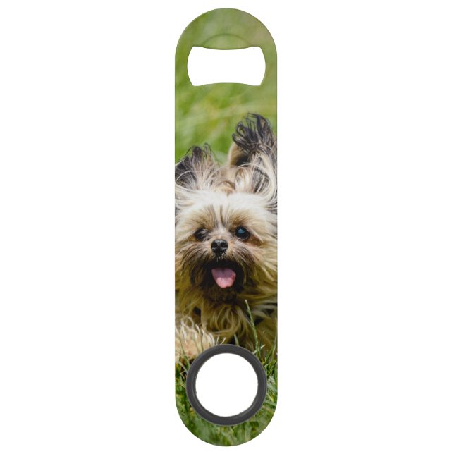 Cute Yorkshire Terrier Running Through Grass Bar Key (Front)