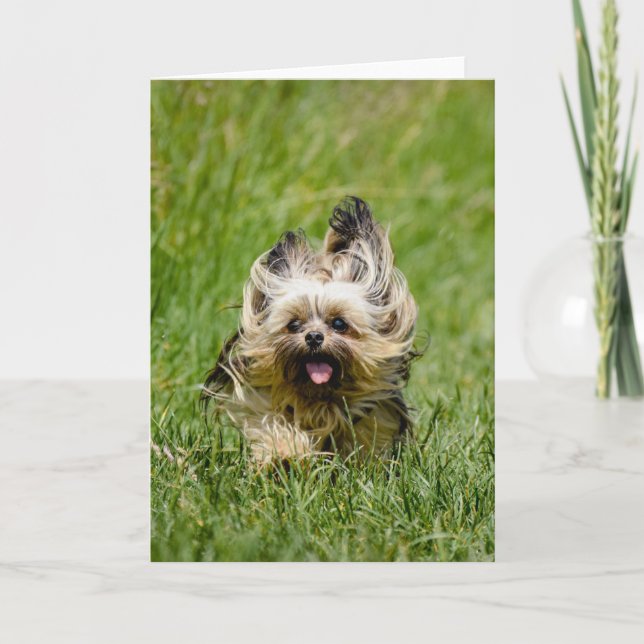 Cute Yorkshire Terrier Running Through Grass Card (Front)