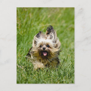 Cute Yorkshire Terrier Running Through Grass Postcard