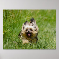 Cute Yorkshire Terrier Running Through Grass