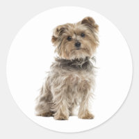 Cute Yorkshire Terrier Yorkie Puppy Dog Mom Dad