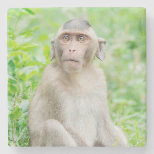 Cute Young Brown Spider Monkey Stone Coaster