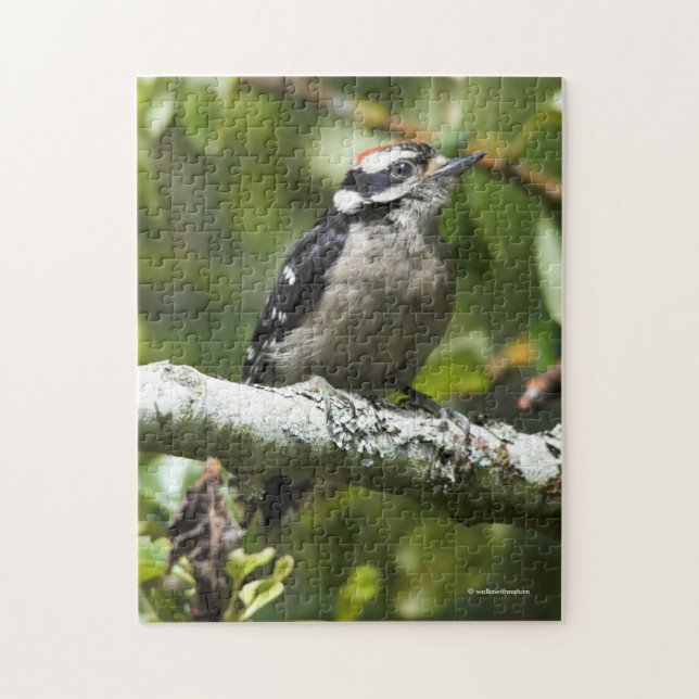 Cute Young Downy Woodpecker in the Pear Tree Jigsaw Puzzle (Vertical)