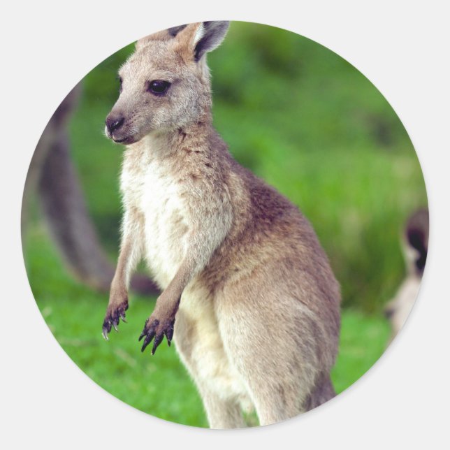 Cute young Kangaroo Classic Round Sticker (Front)
