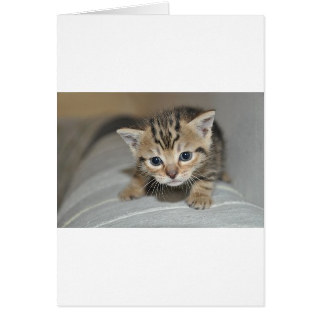 Cute Young Kitten (Devant)