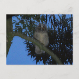 Cute Young Long-eared Owl in Tree DIY Postcard