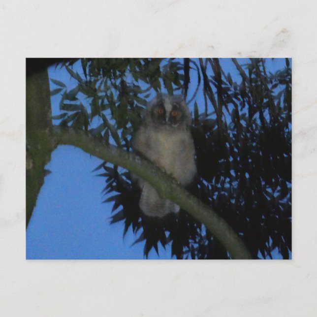 Cute Young Long-eared Owl in Tree DIY Postcard (Front)
