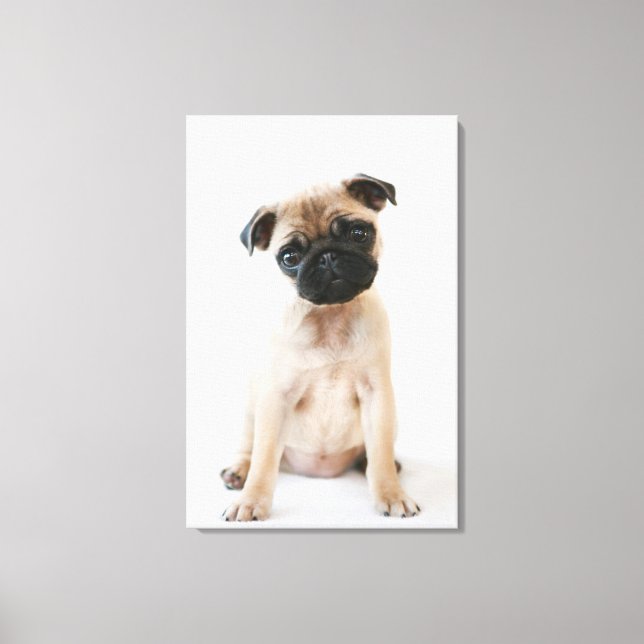 Cute Young Pug Dog Canvas Print (Front)