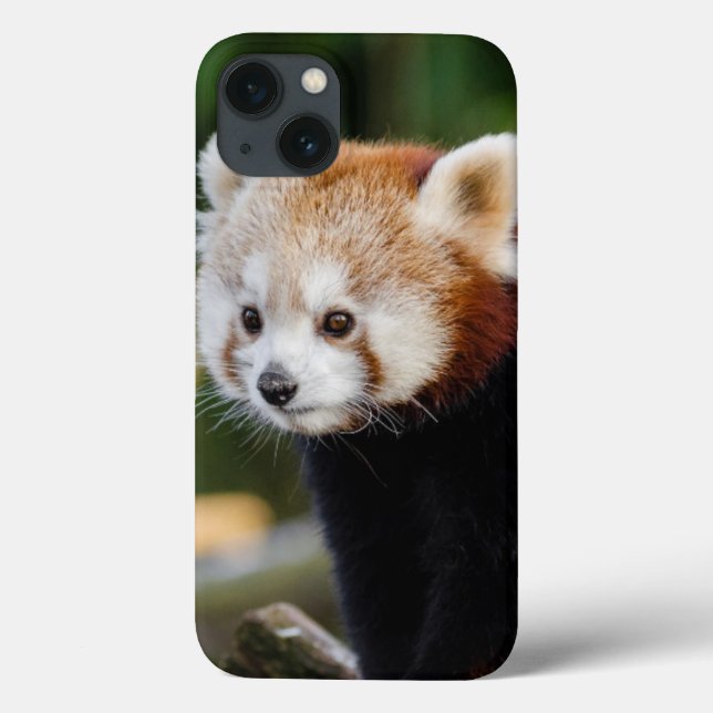 Cute Young Red Panda Bear Case-Mate iPhone Case (Back)