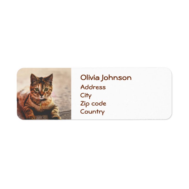 Cute Young Tabby Cat Kitten Kitty Pet (Front)