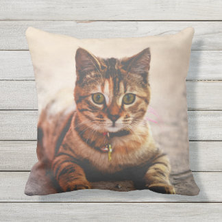 Baby kitty pillow 76 Baby kitty pillow 44