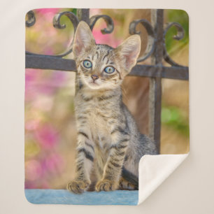 Cute Young Tabby Kitten with Blue Eyes in a Garden Sherpa Blanket