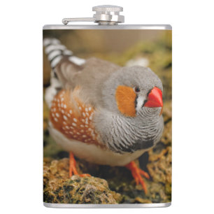 Cute Zebra Finch Songbird on the Rocks Hip Flask