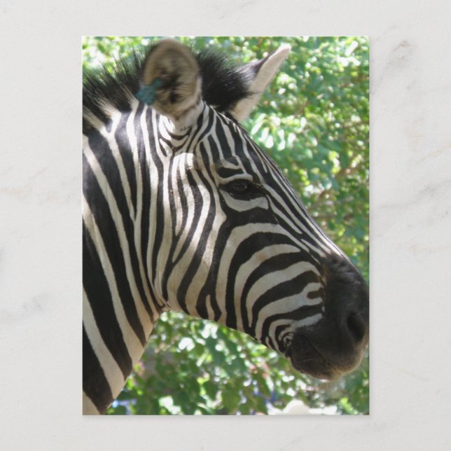 Cute Zebra Postcard (Front)
