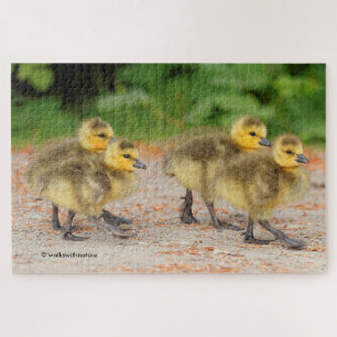 Cuteness on Parade: Canada Goose Goslings Jigsaw Puzzle