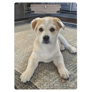 Cuteness Puppy Overload Clipboard