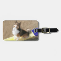 CuteShetland Sheepdog sitting on a teeter