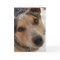 Cutest Australian Cattle Dog Christmas or Holidays
