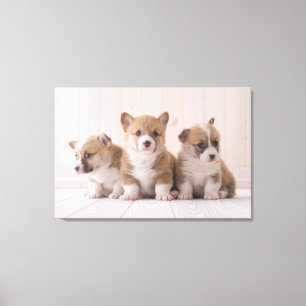 Cutest Baby Animals 3 Baby Corgis Canvas Print
