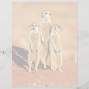 Cutest Baby Animals 3 Meerkats