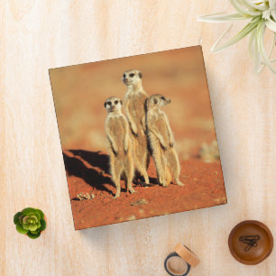 Cutest Baby Animals 3 Meerkats Binder