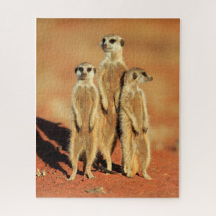 Cutest Baby Animals 3 Meerkats Jigsaw Puzzle