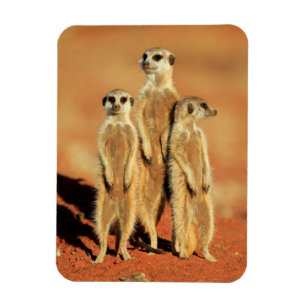 Cutest Baby Animals   3 Meerkats Magnet