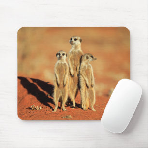 Cutest Baby Animals 3 Meerkats Mouse Pad