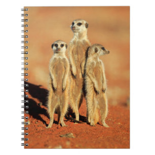 Cutest Baby Animals   3 Meerkats Notebook