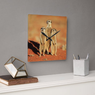 Cutest Baby Animals 3 Meerkats Square Wall Clock