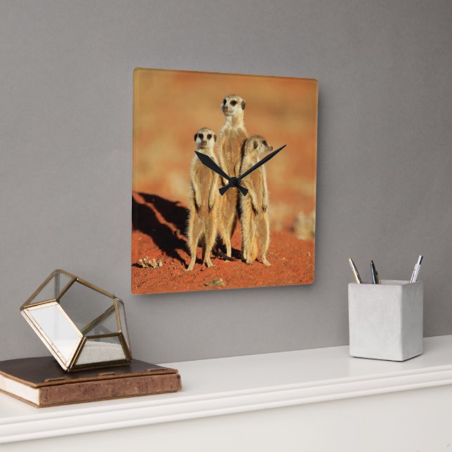 Cutest Baby Animals | 3 Meerkats Square Wall Clock (Office)