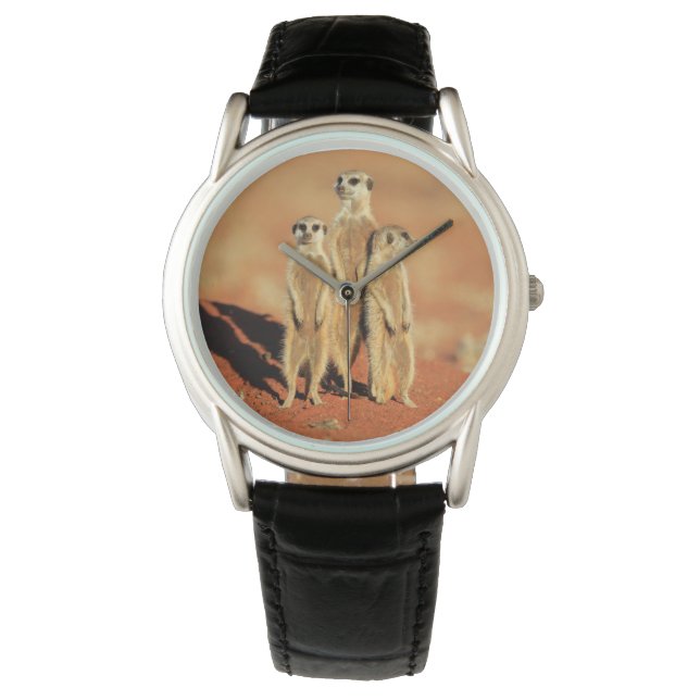 Cutest Baby Animals | 3 Meerkats Watch (Front)