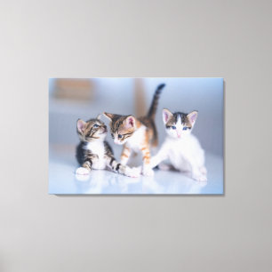 Cutest Baby Animals 3 Tabby Kittens Canvas Print