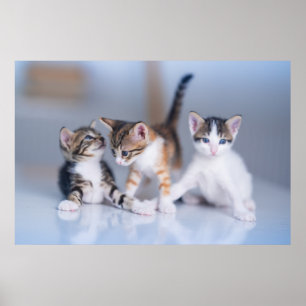 Cutest Baby Animals   3 Tabby Kittens Poster