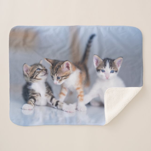 Cutest Baby Animals | 3 Tabby Kittens Sherpa Blanket (Front (Horizontal))